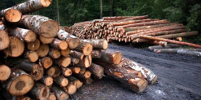 За незаконну порбуку дерев лісництво на Рівненщині оштрафували на понад 50 тисяч